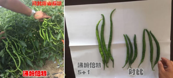 黄瓜视频下载污：最新动态揭示了该应用的使用情况及用户反馈，关注度持续上升，引发广泛讨论