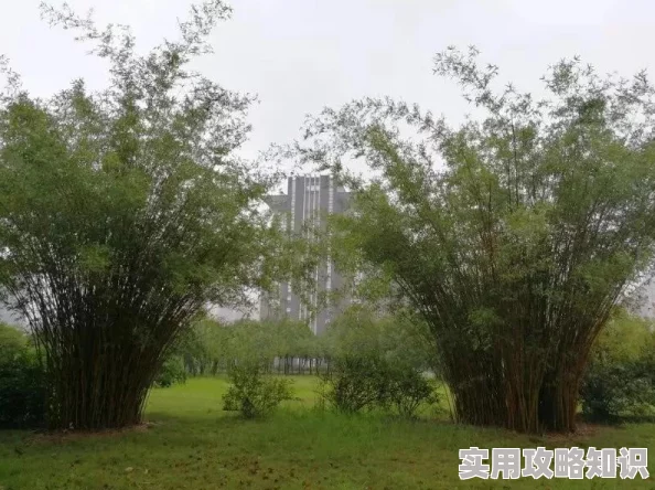 久久久青草青青国产亚洲免观：最新动态显示该平台持续更新内容，吸引了大量用户关注与参与