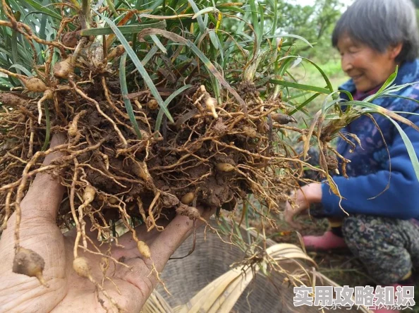 久草精品在线播放：最新动态与用户反馈分析，探讨其在视频平台中的影响力及未来发展方向