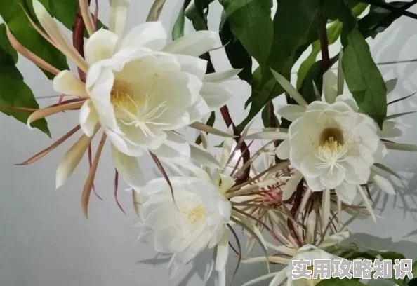 DNF玩家热议：刹那永恒职业深度对比，哪个流派更厉害引网友激烈评价