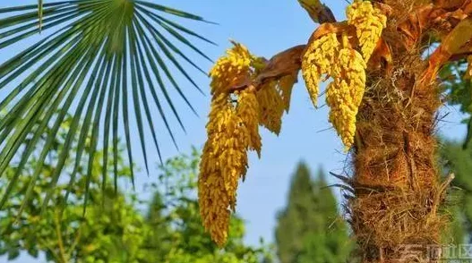 饥荒手机版视频解说：惊喜连连的猪村深度探索，揭秘隐藏宝藏与未知秘密！