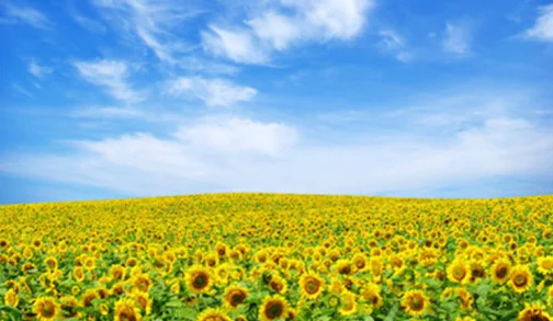 91精品久久久久含羞草最新推出多款优质成人用品满足不同需求,提升用户体验 91精品久久久久含羞草最新推出多款优质成人用品满足不同需求,提升用户体验