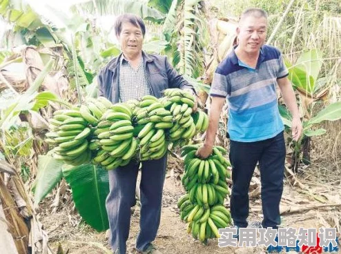 香蕉免费聚巨直播盒子所有区域现已开放提供高清流畅观看体验