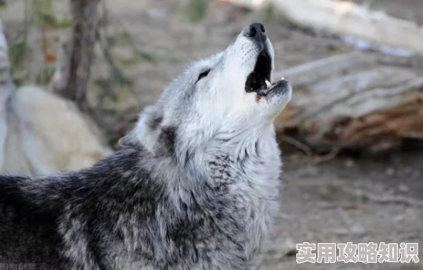 狼爱似火他和她炙热纠缠的爱恨交织难舍难分终究是逃不过命运的捉弄