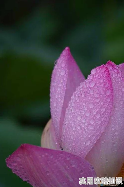 老人船上弄雨荷好吗专家称操作难度大恐伤及荷花建议谨慎尝试