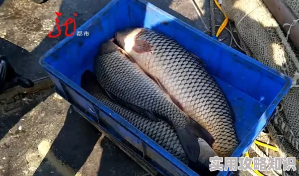 捕鱼来了！不限号测试惊喜倒计时，花式捕鱼新玩法抢先看，海量福利等你来拿！