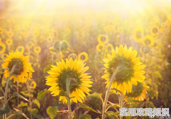 图片区乱熟图片区小说积极向上勇敢追梦让生活充满阳光与希望