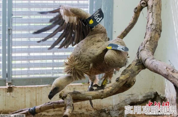 惊喜揭秘！疯狂动物园秃鹰捕捉秘籍：高效隐藏机械秃鹰全收集法大公开