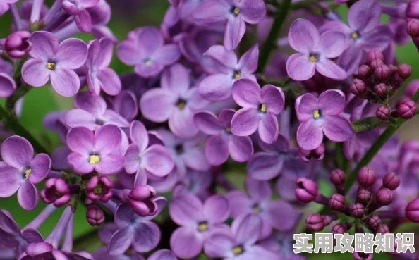 婷婷丁香花五月天愿你在每一个日子里都能绽放出属于自己的美丽与希望