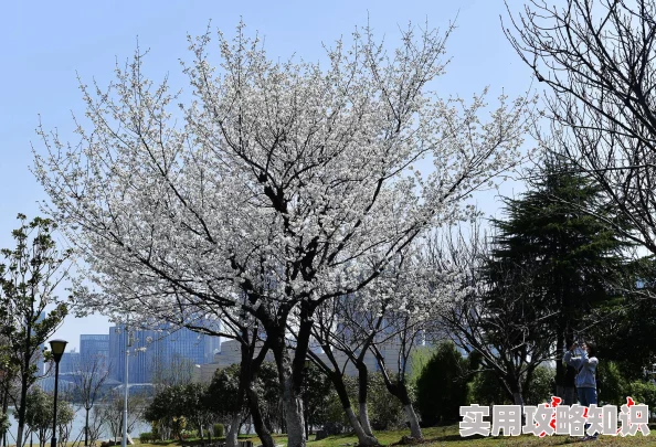 樱花网址指向赏樱信息网站 提供各地花期预测和景点推荐