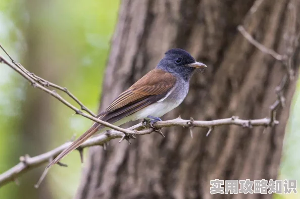 天堂2重生惊喜上架韩服，国服有望明年上线并带来全新游戏内容与优化