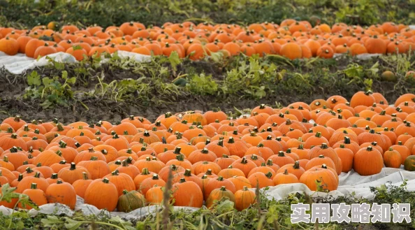 又大又粗又硬又爽又黄种植的南瓜喜获丰收，最大一个重达三十斤